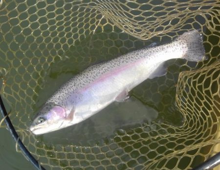 大安トラウトレイク 釣果